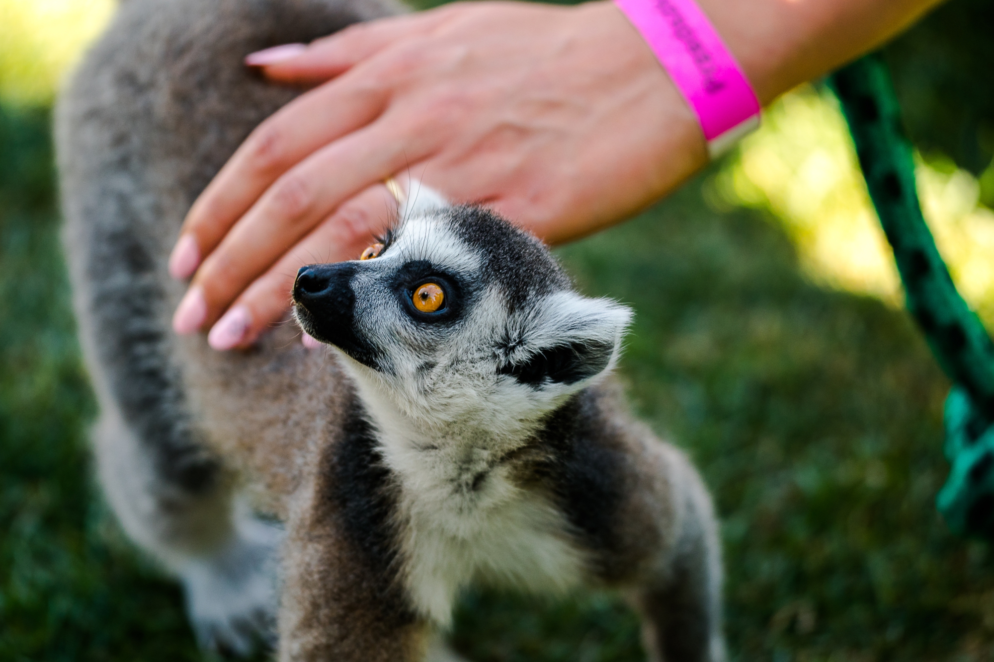 Lemur Park - Atrakcje Rumia, Reda | Zoo, Labirynt, Mini Golf | Park